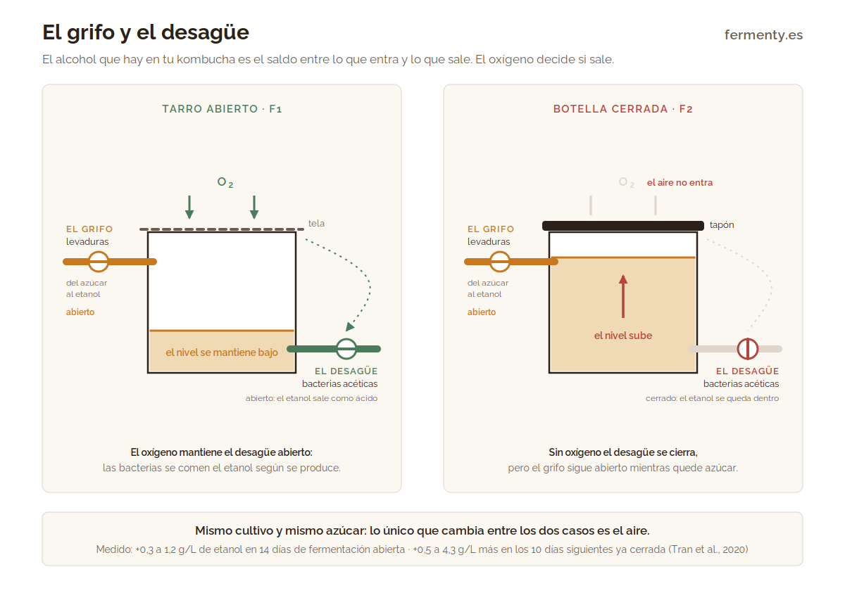 Diagrama del alcohol en kombucha: un depósito con un grifo (levaduras) y un desagüe (bacterias acéticas) que solo funciona con oxígeno